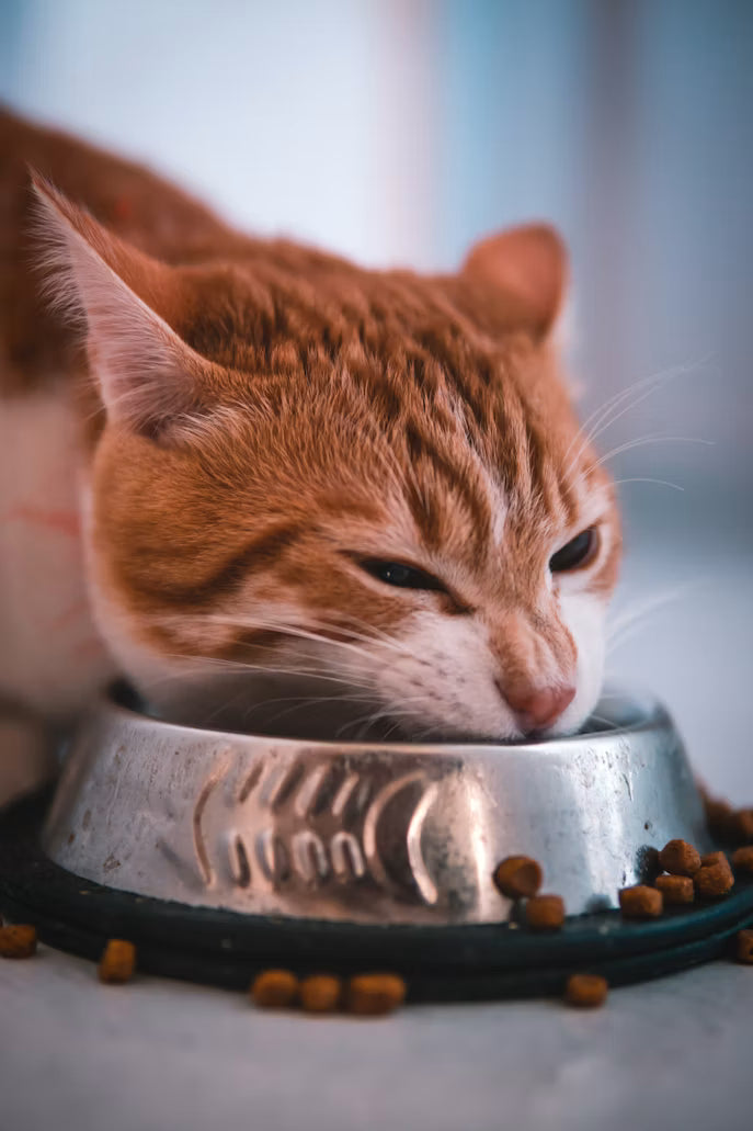 Feeding & Hydration
