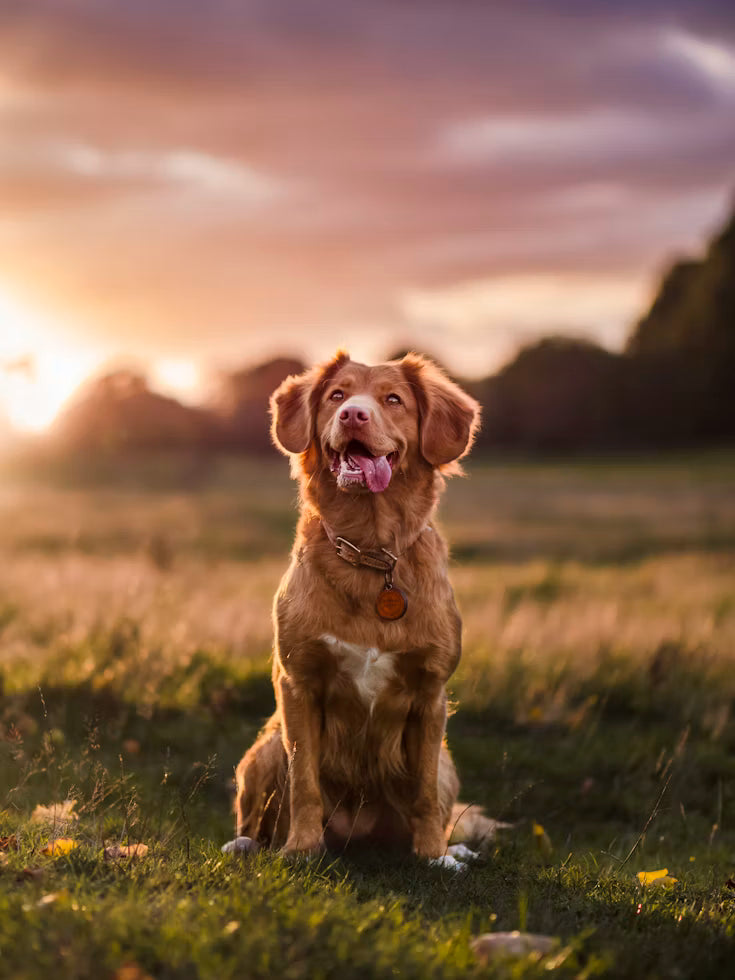 Pet Wellness